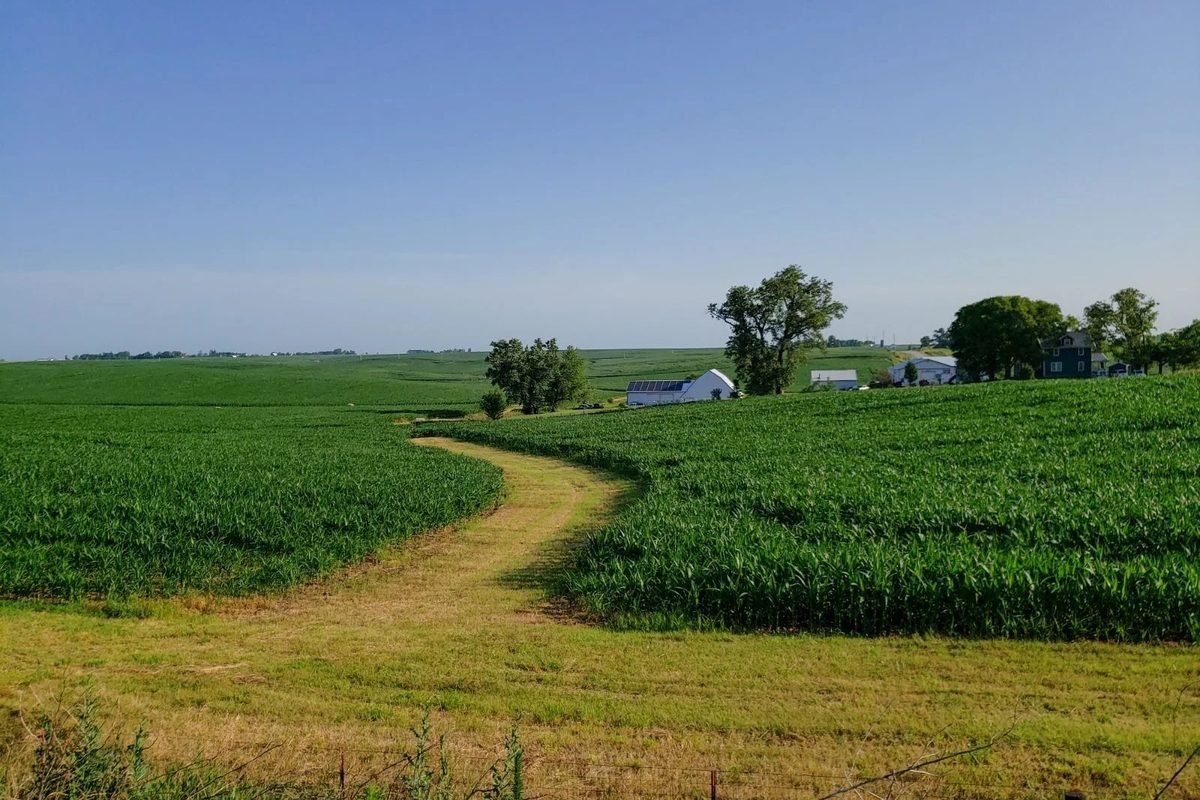 A grassy path curving between green cornfields in rural Iowa